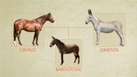 cruzamento de jumenta|Conheça o Bardoto: animal híbrido de cavalo e jumenta